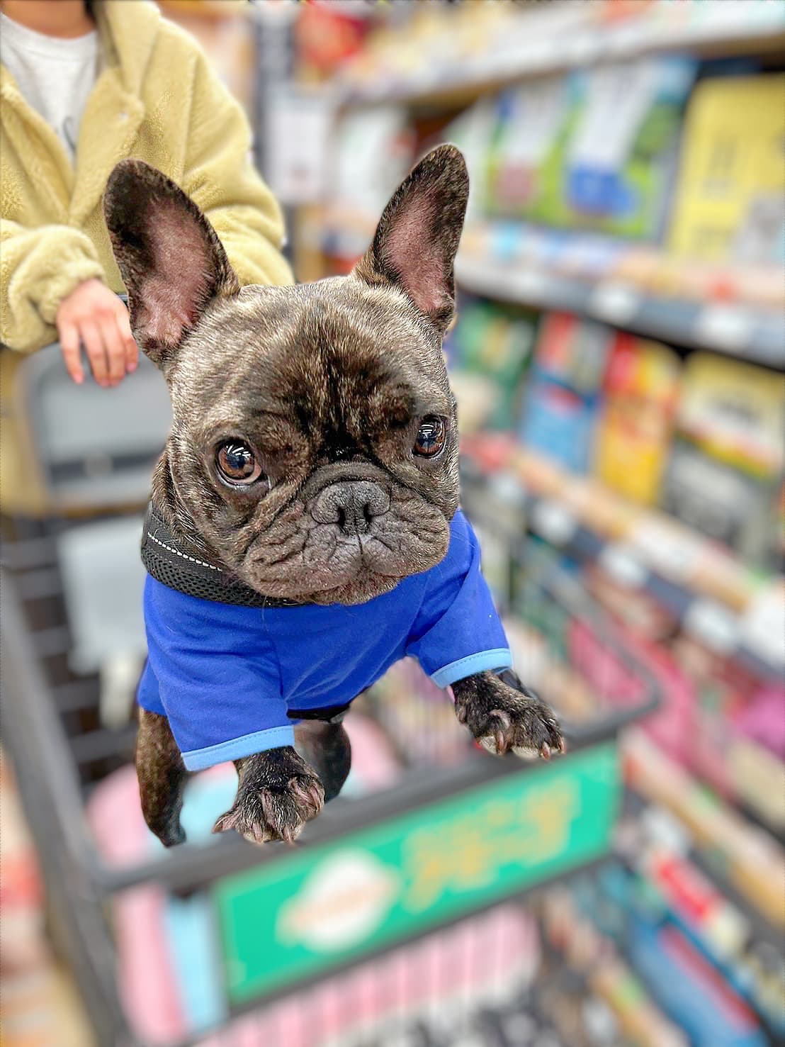 「カートは苦手。でもおやつのためにがんばる犬、ぶんたです