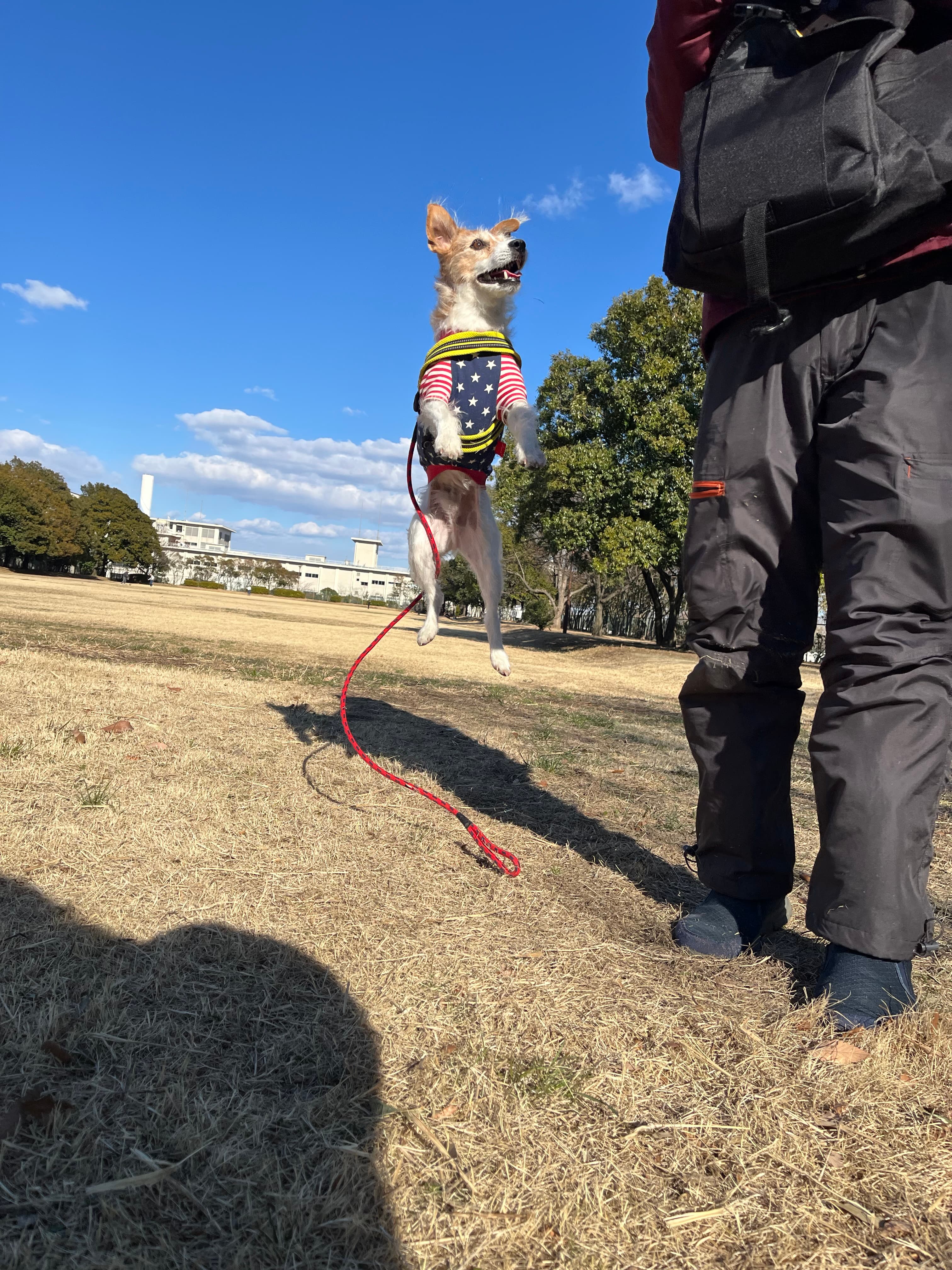 JUMP犬