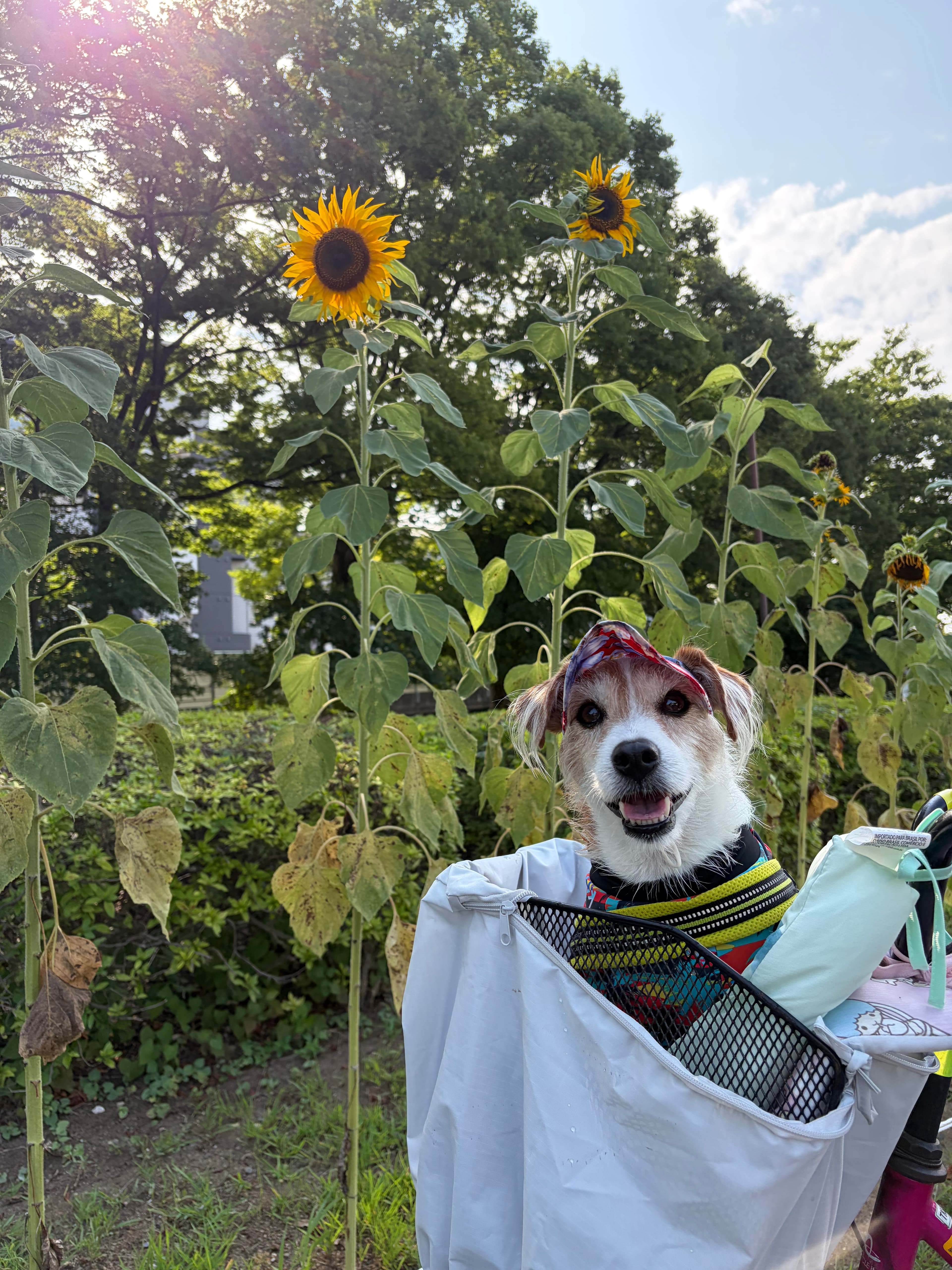 🌻とむぎ!