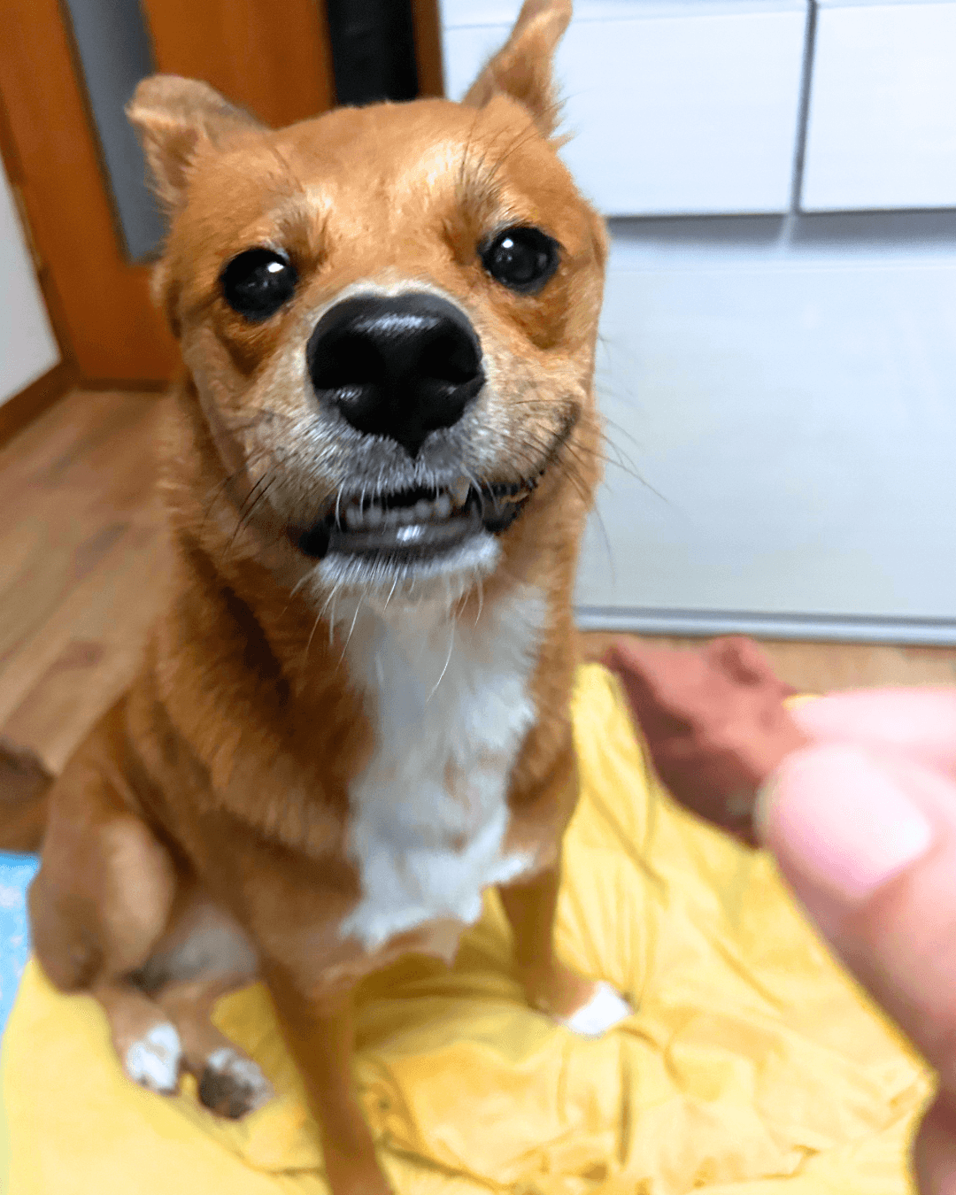 こんな顔出来るようになったよー!