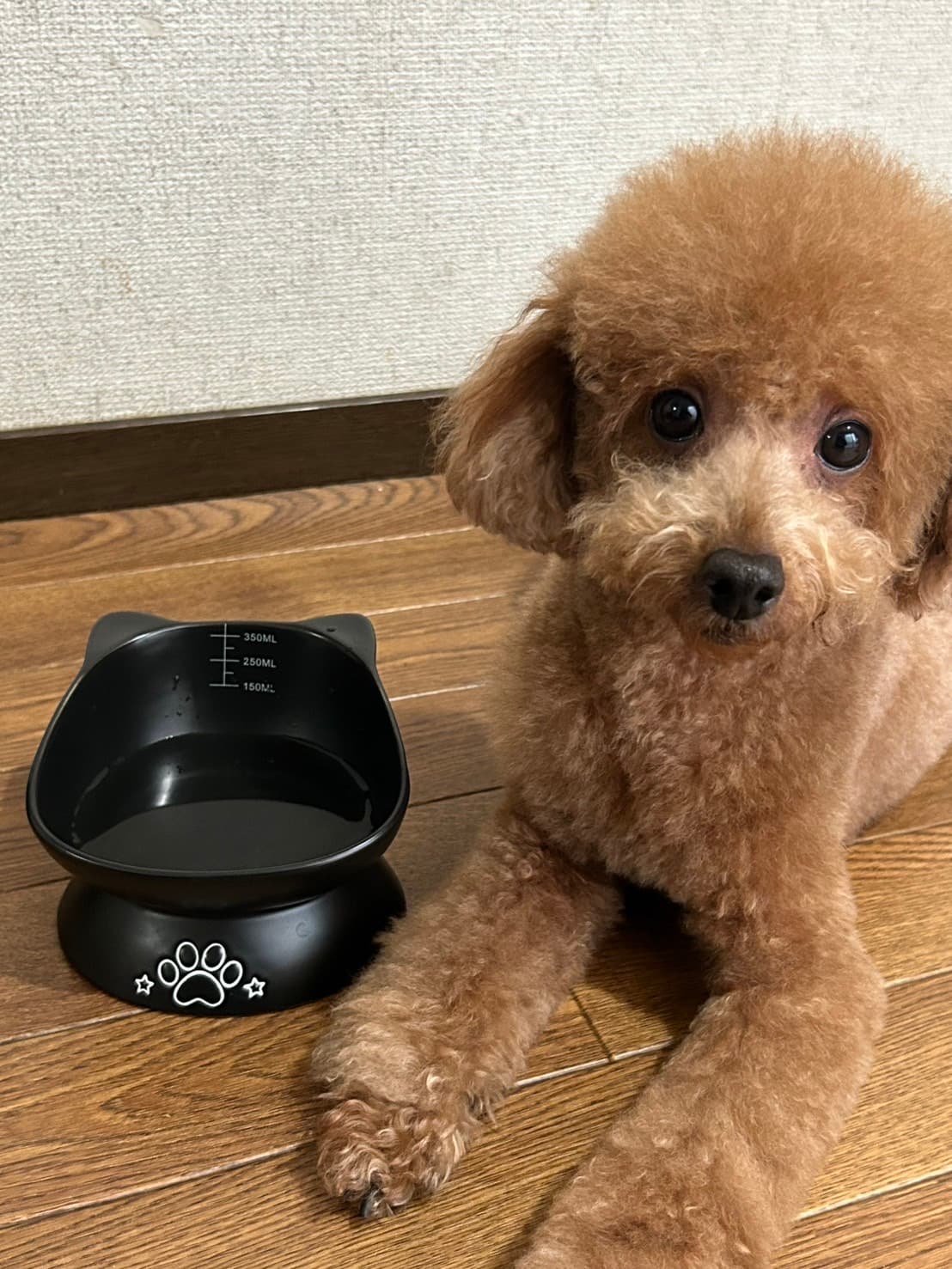 トリミング行きました