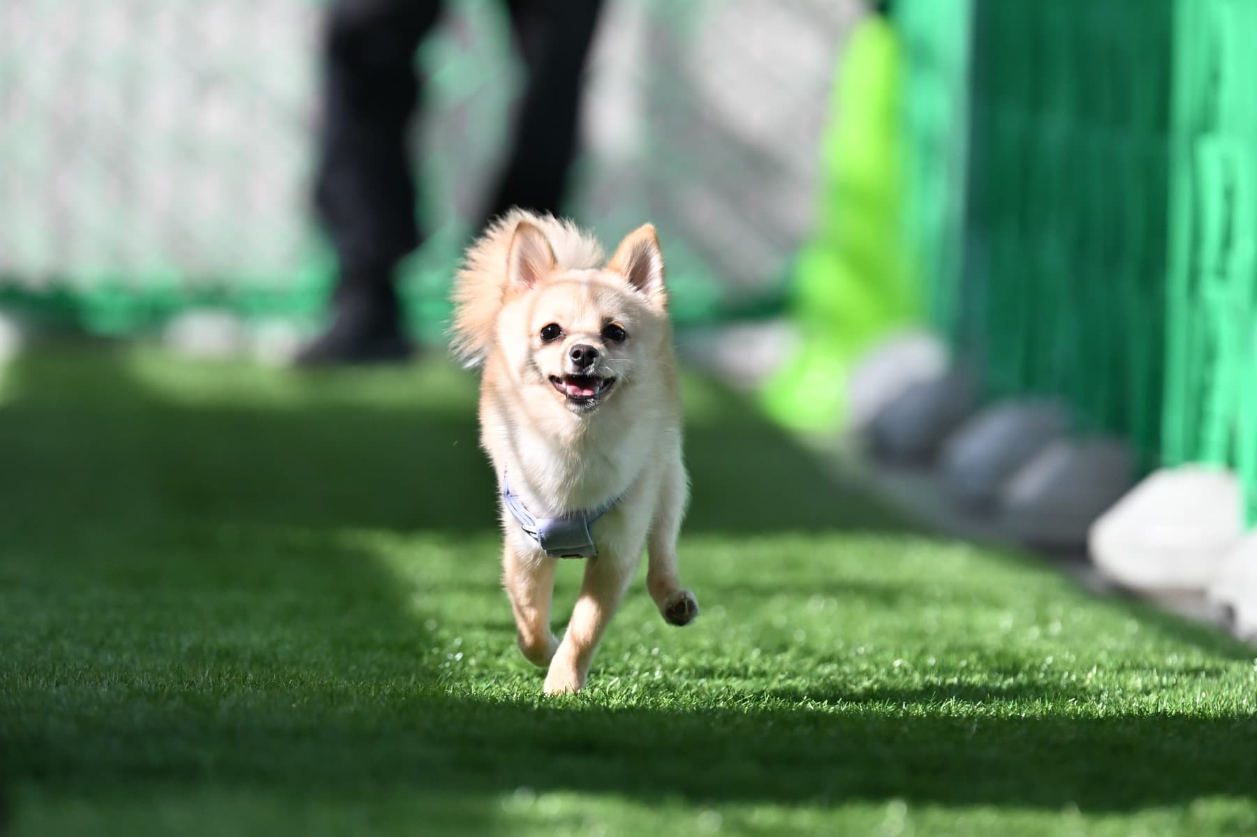 はじめまして🐶